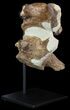 Two Fossil Plesiosaur Vertebrae With Metal Stand - Goulmima, Morocco #89864-7